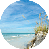 Beautiful Sand Dunes and Sea Oats on the Coastline of Anna Maria Island, Florida