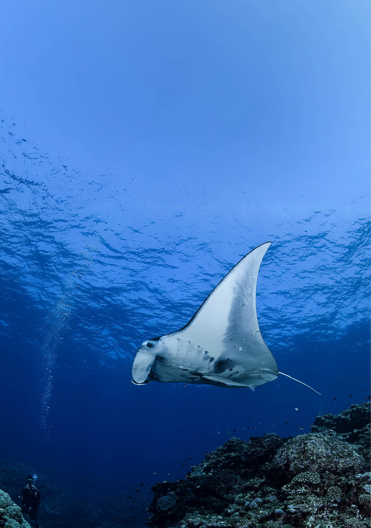 Large Manta Ray Gliding and Swimming over Cleaning Station of Ishigaki, Okinawa Japan