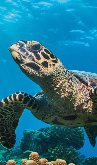 Beautiful Underwater Postcard  Maldivian Sea Turtle Floating Up And Over Coral reef  Loggerhead in wild nature habitat 
