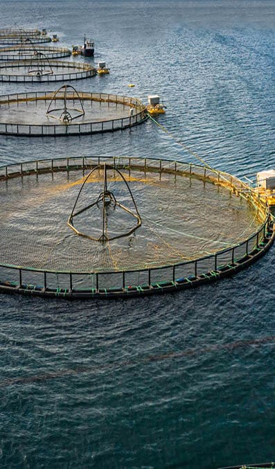 Farm salmon fishing in Norway  Norway is the biggest producer of farmed salmon in the world, with more than one million tonnes produced each year 