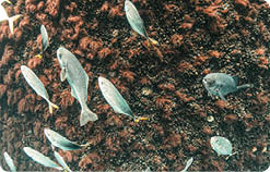 A group of fish swimming around a rock. Description generated by AI