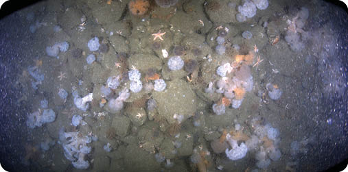 Image captured from BeWild survey